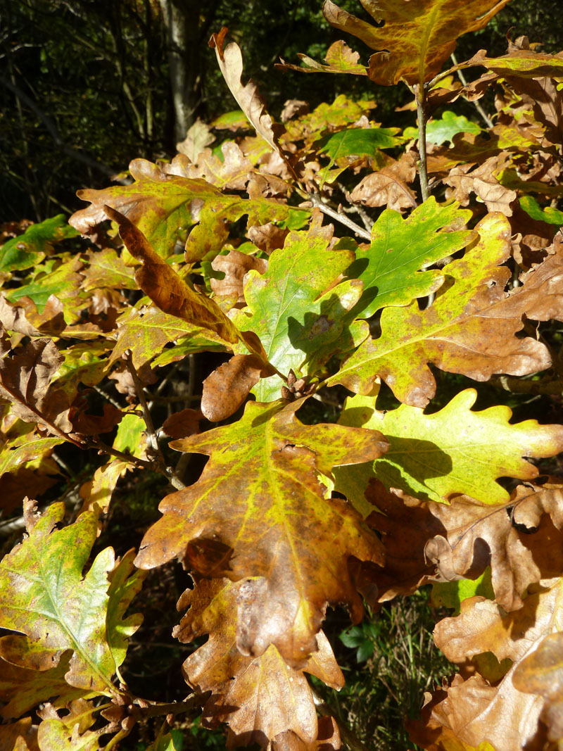 Oak Leaves